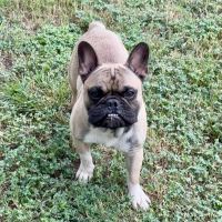 Louie