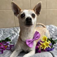 Shyla
